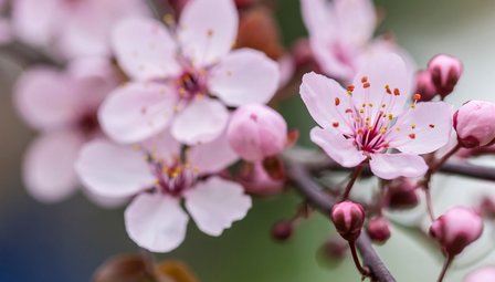 Cherry Blossoms