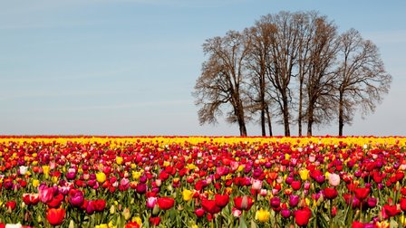 Tulips