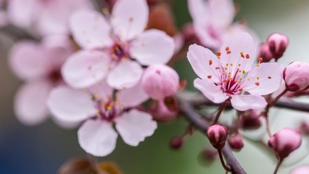 Cherry Blossom