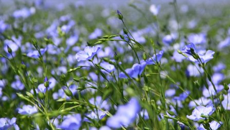 Purple Flowers