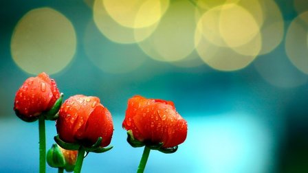 Red Flowers