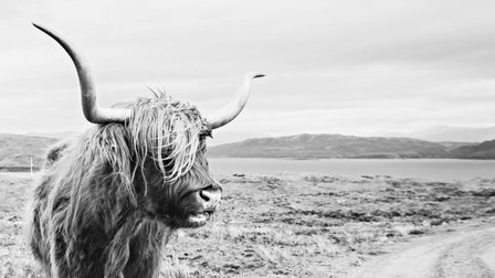 Highland Cow