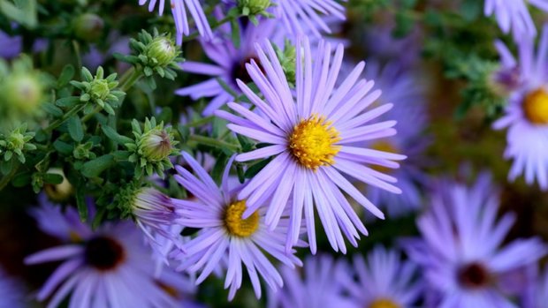 Aster Flower