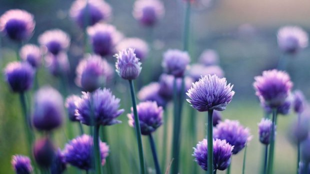 Purple Chives