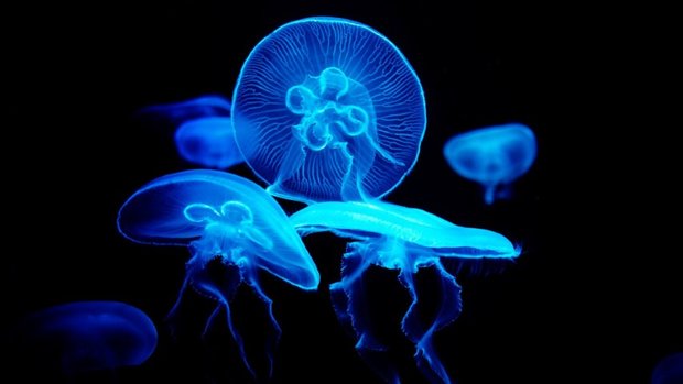 Blue Jelly