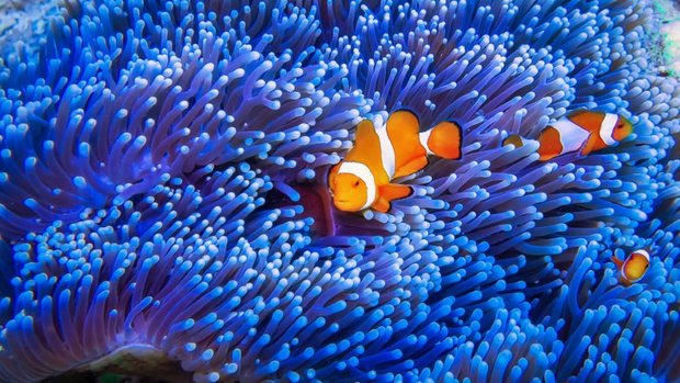 Clownfish