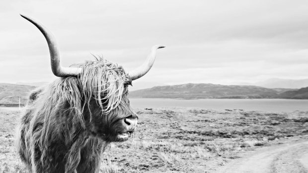 Highland Cow